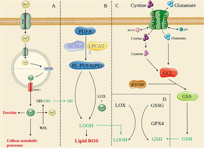 Ferroptosis in glioma treatment: Current situation, prospects and drug applications